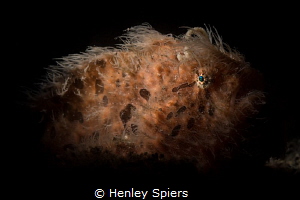 Hairy Froggie by Henley Spiers 